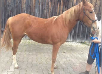 Caballo cuarto de milla, Yegua, 3 años, 140 cm, Alazán