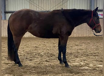 Caballo cuarto de milla, Yegua, 3 años, 140 cm, Castaño