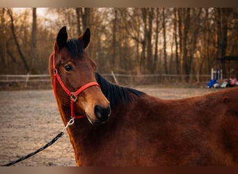 Caballo cuarto de milla, Yegua, 3 años, 140 cm, Castaño