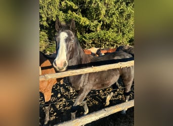 Caballo cuarto de milla Mestizo, Yegua, 3 años, 140 cm, Negro