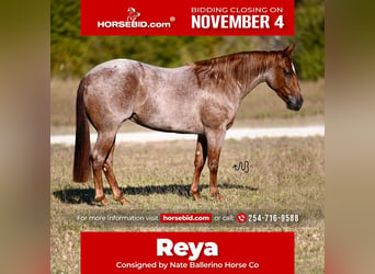 Caballo cuarto de milla, Yegua, 3 años, 140 cm, Ruano alazán