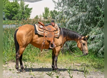 Caballo cuarto de milla, Yegua, 3 años, 142 cm, Buckskin/Bayo
