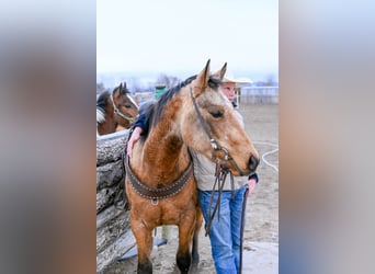 Caballo cuarto de milla, Yegua, 3 años, 142 cm, Buckskin/Bayo