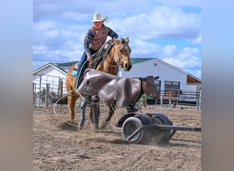 Caballo cuarto de milla, Yegua, 3 años, 142 cm, Buckskin/Bayo