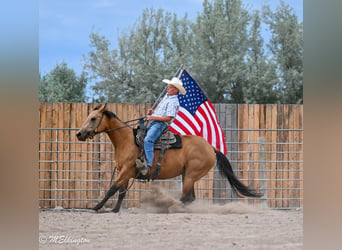 Caballo cuarto de milla, Yegua, 3 años, 142 cm, Buckskin/Bayo