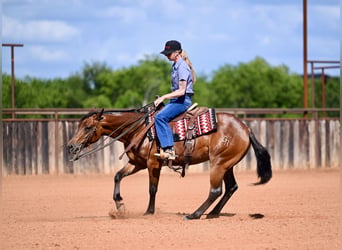 Caballo cuarto de milla, Yegua, 3 años, 142 cm, Castaño rojizo