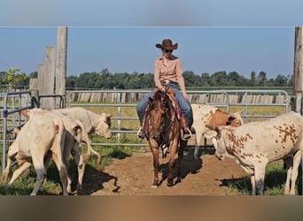 Caballo cuarto de milla, Yegua, 3 años, 142 cm, Red Dun/Cervuno