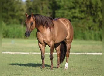 Caballo cuarto de milla, Yegua, 3 años, 142 cm, Red Dun/Cervuno