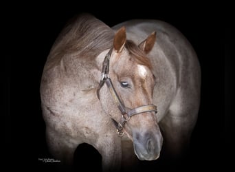 Caballo cuarto de milla, Yegua, 3 años, 142 cm, Ruano alazán