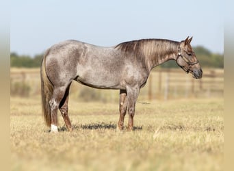 Caballo cuarto de milla, Yegua, 3 años, 142 cm, Ruano alazán
