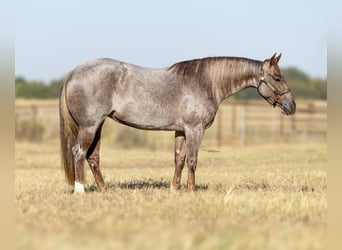 Caballo cuarto de milla, Yegua, 3 años, 142 cm, Ruano alazán