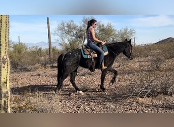 Caballo cuarto de milla, Yegua, 3 años, 142 cm, Ruano azulado