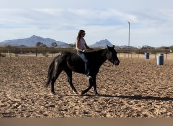 Caballo cuarto de milla, Yegua, 3 años, 142 cm, Ruano azulado