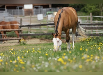 Caballo cuarto de milla, Yegua, 3 años, 143 cm, Buckskin/Bayo