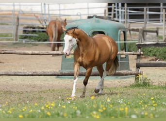 Caballo cuarto de milla, Yegua, 3 años, 143 cm, Buckskin/Bayo