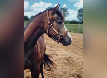 Caballo cuarto de milla, Yegua, 3 años, 143 cm, Buckskin/Bayo