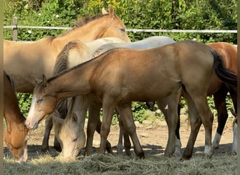 Caballo cuarto de milla, Yegua, 3 años, 143 cm, Champán