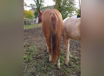 Caballo cuarto de milla, Yegua, 3 años, 145 cm, Alazán-tostado