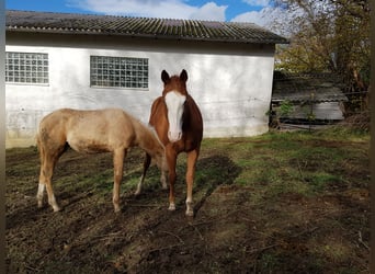 Caballo cuarto de milla, Yegua, 3 años, 145 cm, Alazán-tostado