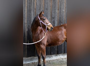 Caballo cuarto de milla, Yegua, 3 años, 145 cm, Castaño