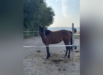 Caballo cuarto de milla, Yegua, 3 años, 145 cm, Castaño