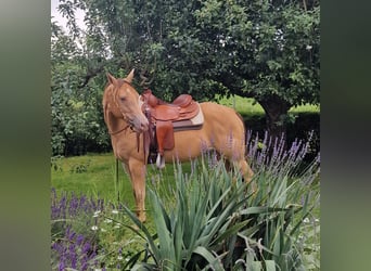 Caballo cuarto de milla, Yegua, 3 años, 145 cm, Champán