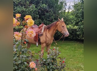 Caballo cuarto de milla, Yegua, 3 años, 145 cm, Champán