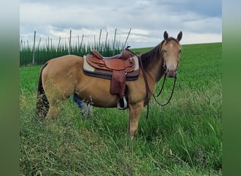 Caballo cuarto de milla, Yegua, 3 años, 145 cm, Champán