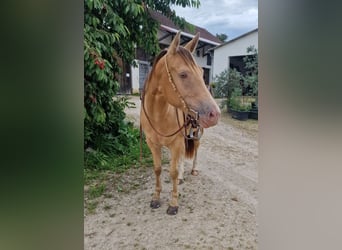 Caballo cuarto de milla, Yegua, 3 años, 145 cm, Champán