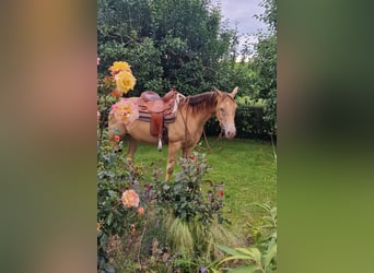 Caballo cuarto de milla, Yegua, 3 años, 145 cm, Champán