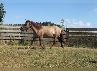 Caballo cuarto de milla, Yegua, 3 años, 145 cm, Red Dun/Cervuno