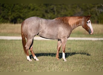 Caballo cuarto de milla, Yegua, 3 años, 145 cm, Ruano alazán