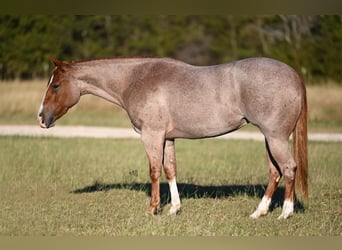 Caballo cuarto de milla, Yegua, 3 años, 145 cm, Ruano alazán