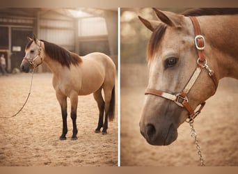 Caballo cuarto de milla, Yegua, 3 años, 146 cm, Buckskin/Bayo