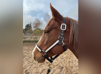 Caballo cuarto de milla, Yegua, 3 años, 147 cm, Alazán