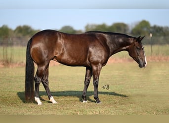 Caballo cuarto de milla, Yegua, 3 años, 147 cm, Castaño