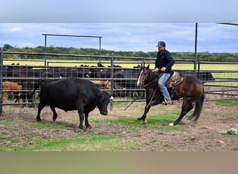 Caballo cuarto de milla, Yegua, 3 años, 147 cm, Castaño