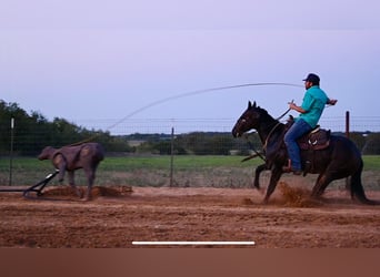 Caballo cuarto de milla, Yegua, 3 años, 147 cm, Castaño