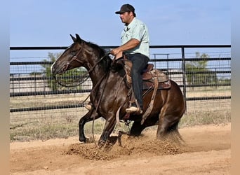 Caballo cuarto de milla, Yegua, 3 años, 147 cm, Castaño