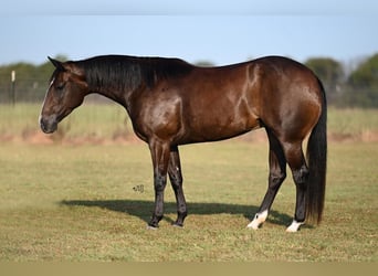 Caballo cuarto de milla, Yegua, 3 años, 147 cm, Castaño