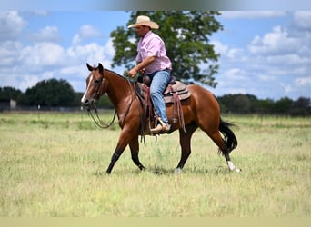 Caballo cuarto de milla, Yegua, 3 años, 147 cm, Castaño rojizo