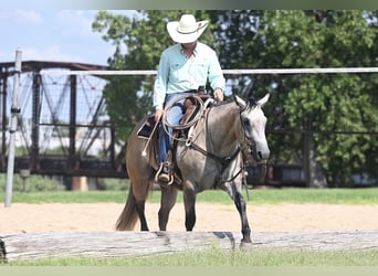 Caballo cuarto de milla, Yegua, 3 años, 147 cm, Tordo