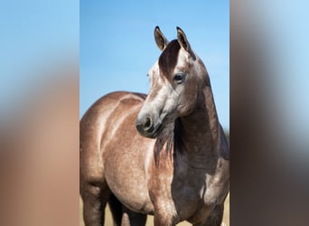 Caballo cuarto de milla, Yegua, 3 años, 147 cm, Tordo