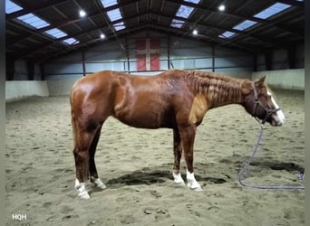 Caballo cuarto de milla, Yegua, 3 años, 148 cm, Alazán rojizo