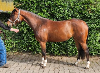 Caballo cuarto de milla, Yegua, 3 años, 148 cm, Castaño