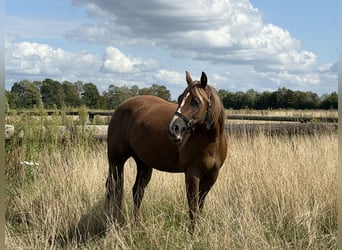 Caballo cuarto de milla, Yegua, 3 años, 149 cm, Alazán