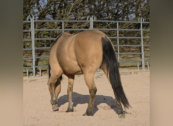 Caballo cuarto de milla, Yegua, 3 años, 149 cm, Buckskin/Bayo