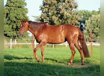Caballo cuarto de milla, Yegua, 3 años, 150 cm, Alazán-tostado