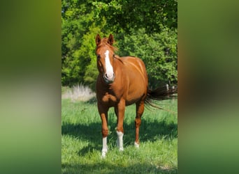 Caballo cuarto de milla, Yegua, 3 años, 150 cm, Alazán