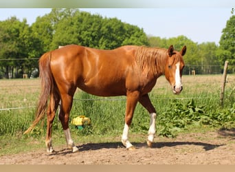 Caballo cuarto de milla, Yegua, 3 años, 150 cm, Alazán